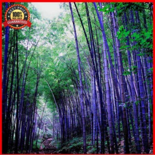 200 Semi di Purple_Bambu_Frön Friski_Timor Bambusa Lako_Pack Per Giardino