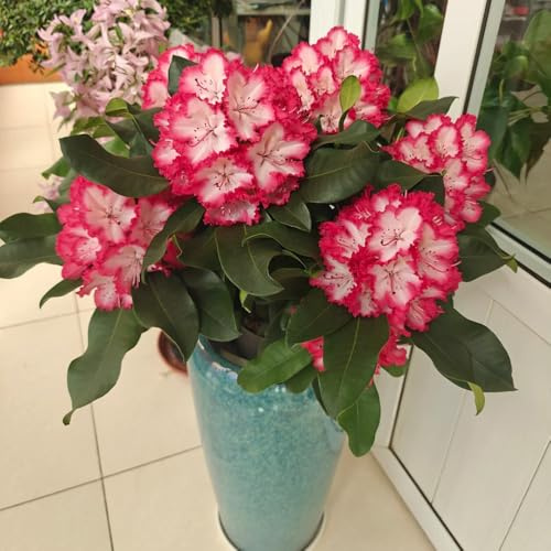 semi di rododendro, azalea resistente, perenni giardino balcone, tappezzanti decorazioni 250pcs