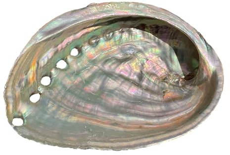 Steinfixx Coquillage d'ormeau I Coquillage de mer I 120 x 90 x 35 mm | Paula coquille