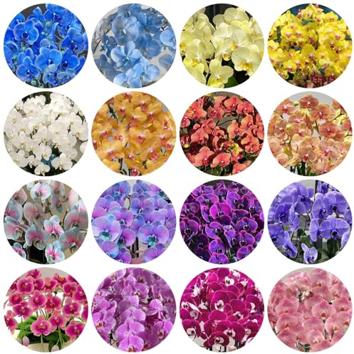 semillas de phalaenopsis - orquídeas para camas elevadas, sombra resistentes interior purificadoras aire, jardín balcón 750pcs