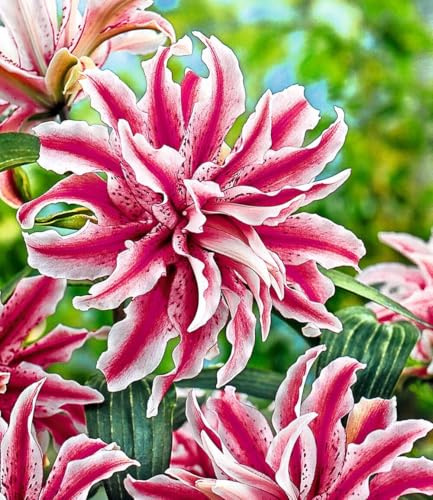 BALDUR Garten 3x Riesen-Duftlilie 'Oriental Magic Star', Zwiebeln mit Umfang 16-18 cm, große, gefüllte, pollenfreie Blüten, herrlicher Duft, Blickfang für Beet, Kübel & Vase, Lilium orientalis