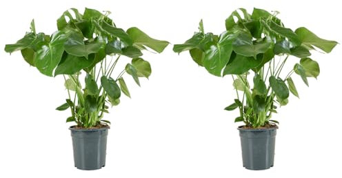 Bloomique - Set di 2 - Monstera deliciosa - Pianta con foglie forate - Pianta da interno - Purifica l’aria - Facile da curare - Alte 70-80 cm - Vaso 21 cm