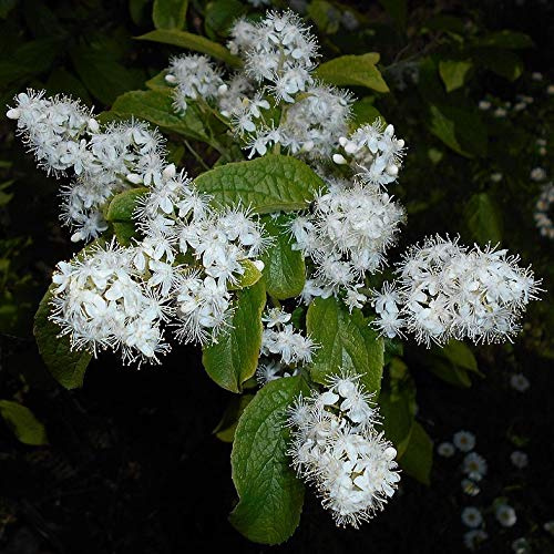 10 Graines de Symplocos Paniculata (Sapphire Berry ou Sapphire Berry)
