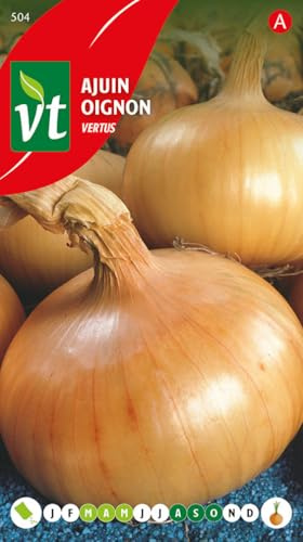 Semillas de Cebolla Vertus - Variedad productiva con bulbos amarillos, planos y gruesos y una excelente vida útil