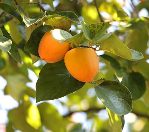 60 graines de fleurs de cyclamen
