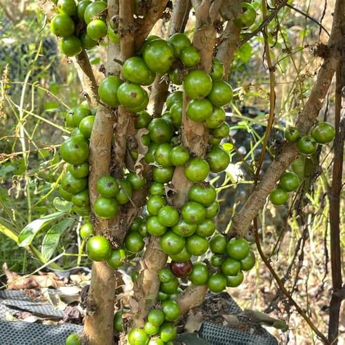 jabuticabasamen obstbaum seltene gartenpflanzen winterhart winterharte kübelpflanzen pflanzensamen winterfeste für balkon spalierobst winterfeste 30samen