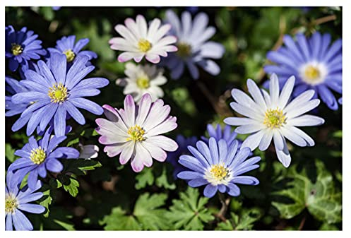20x Anemone Blanda Mixed Colours Spring Summer Flowering Garden Corms Daisy Like Autumn Spring Planting Flowers Perennial Bulbs Size 4/5