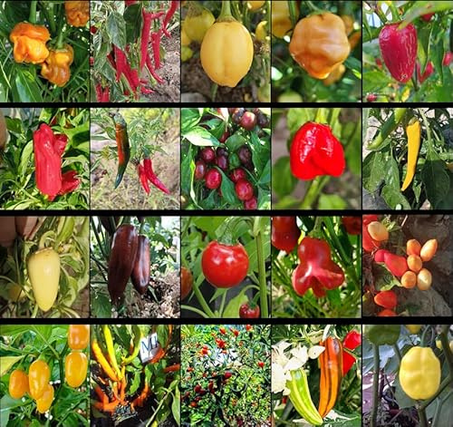 20 peperoncini più piccanti del mondo, 200 semi, confezione (16)
