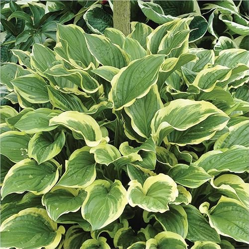 Bio Funkien 'Fragrant Bouquet', hellviolett, Topf 11x11 cm, 3 Pflanzen
