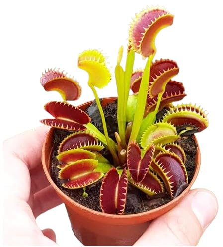 Venus Natural Planta Carnívora de Interior Ideal para Principiantes