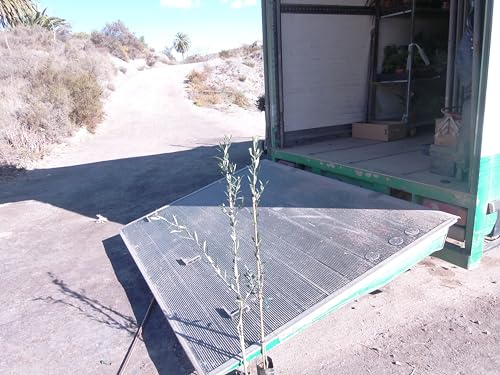 Ein echter Olivenbaum, Olea europaea, ein Baum ca. 110-130 cm hoch