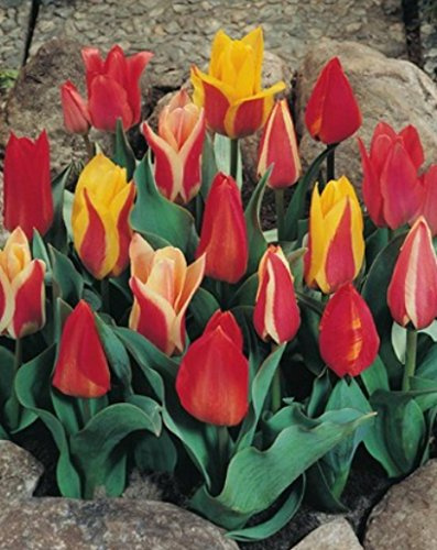 Botanische Tulpen gemischt Tulpenzwiebeln (20 Blumenzwiebeln)