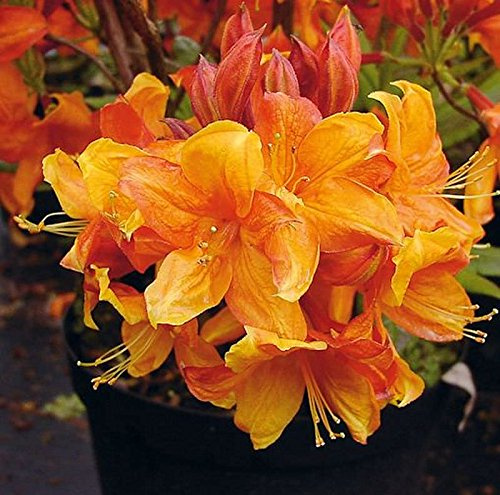 Azalee Sunny Boy 40-50cm - Rhododendron luteum - Alpenrose - lebende Gartenpflanze aus den Baumschulen