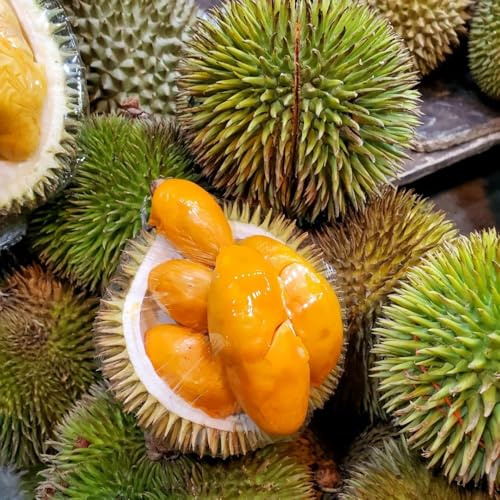 Semi di durian - da frutto serre da balcone frutto nani, resistenti semi di colonnare esotico per luoghi soleggiati per gli amanti del giardino 15pcs