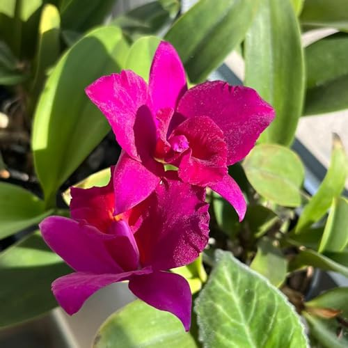 Cattleya orchideen 130samen gartenblumen | Einzigartiges