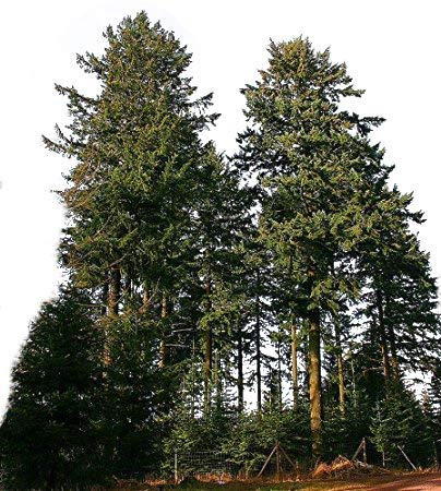 Gewöhnliche Douglasie (Pseudotsuga menziesii) 20 Samen *Größtes Exemplar war 133 Meter hoch*