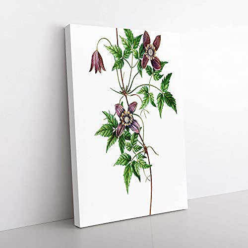 Big Box Art Alpine Clematis Flowers by Pierre-Joseph Redoute Canvas Wall Art Print Ready to Hang Picture, 76 x 50 cm (30 x 20 Inch), White, Green, Grey, Brown