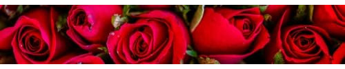 HUBDECO Selbstklebende Küchentapete Tapete - Fototapete Aufkleber mit Mattem Laminat Überzogen - auf Fliesen, Plexi, Möbeln, Schränken, Spiegeln - Rote Rosen 350x60