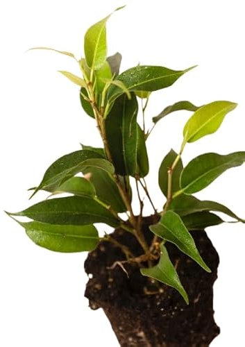 Ficus Benjamina Natural Mini Planta de Interior en Maceta de 12 cm