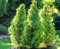 Nuovi semi freschi di pianta di Thuja 50 pezzi
