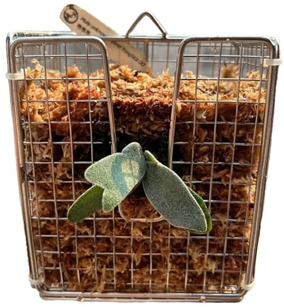 Staghorn - Kit di montaggio a forma di felce, 16 x 18 x 8 cm, fioriera verticale da parete in acciaio, per orchidee, decorazione per piante, per interni da parete, ingresso di casa