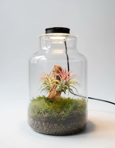 Terrario Plantas de Aire Jardín Eterno MAKU Vidrio Transparente Tapa con luz | Kit Jardin en Botella Todo Incluido Plantas de Aire Naturales en Raiz de Olivo,27cm x 17 cm