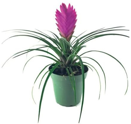 Planta Aire Tillandsia Cyanea con Flores Planta Aérea Clavel del Aire Color Rosa