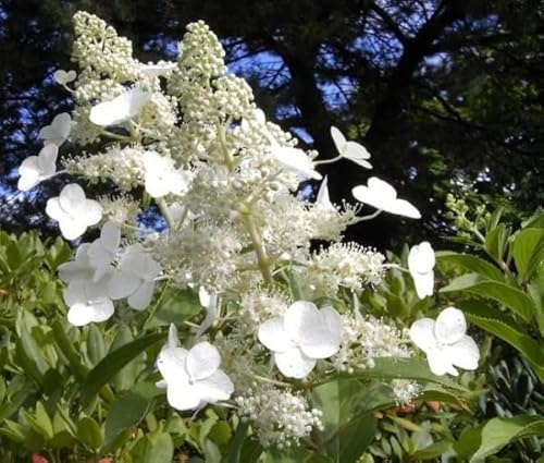 Rispenhortensie Kyushu - Hydrangea paniculata Kyushu - duftend
