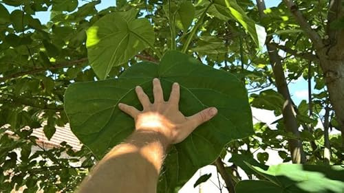 Paulownia Shang Tong 100 Samen Seeds Baum Hybrid 9503 Shantong schnellsten wachsende Baum der Welt! (200)