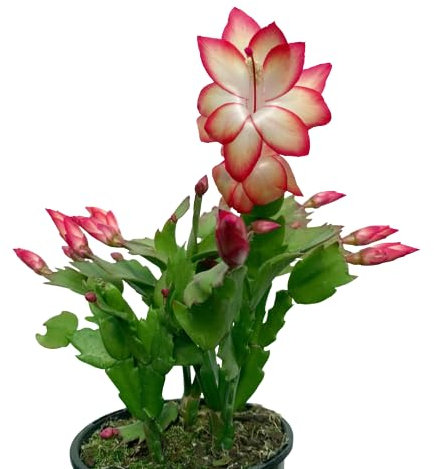 Schlumbergera Cactus de Invierno Natural y Resistente