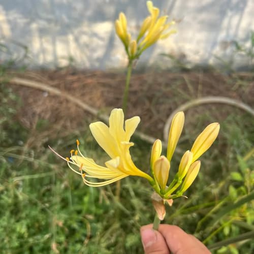 lirio araña, lirio de sangre - de Lycoris radiata Cultivar jardín en un balcón lugares soleados Decoraciones jardín exteriores 5bulbos