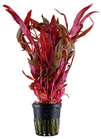 Tropica Alternanthera Reineckii Aquarium-Pflanze, bunt, Rosa