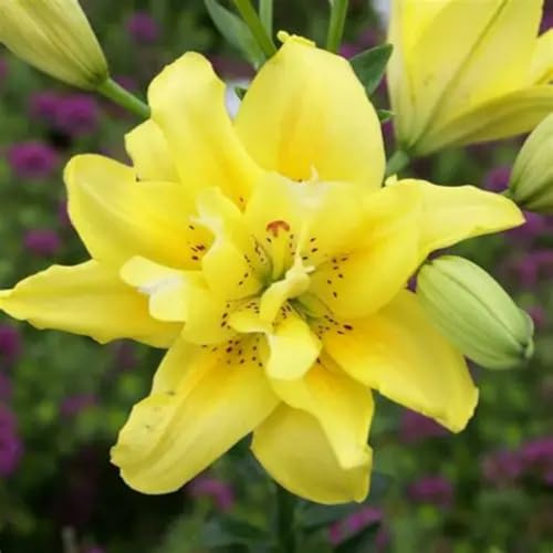 (UOLKEZFM) Lys bicolores résistants à l'hiver - Lys hybrides parfumés avec rhizome de lys, idéal pour le jardin et la terrasse - 2Rhizome-B