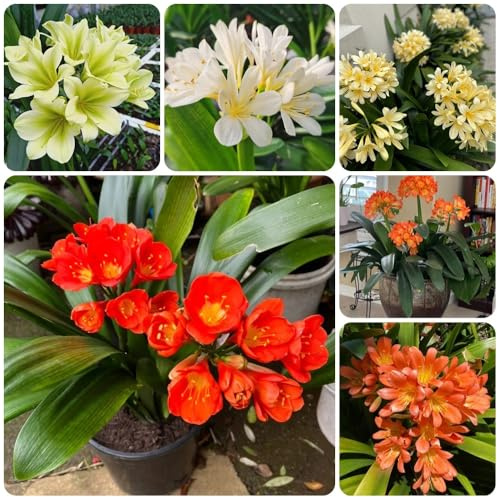 Semillas de clivia - Clivia miniata, de otoño floración resistente Comprar Clivia semillas de interior 120pcs