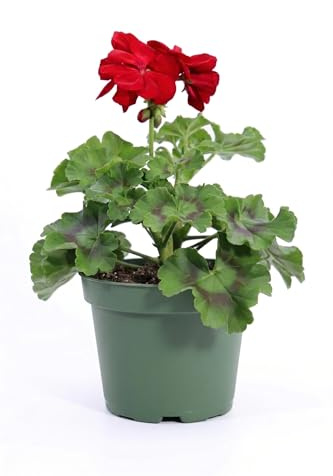 Geranio Rosso in Vaso | Pianta Fiorita da Esterno per Balcone e Giardino | Geranio Comune Resistente al Sole | Fioritura Primaverile Estiva Abbondante | Ideale per Davanzali e Terrazzi