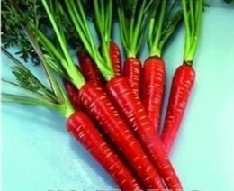 JustSeed - Vegetable - Carrot - Red Samurai F1-100 Seeds - Economy Pack