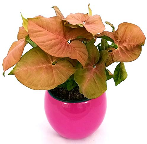 POWERS TO FLOWERS - SYNGONIUM PINK NEON ROBUSTA IN VASO CERAMICA FUCSIA SFERICO, pianta vera
