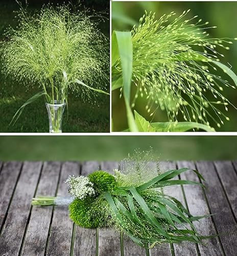 Panicum Virgatum Fontaine Ornamental Grass 30+ Seeds