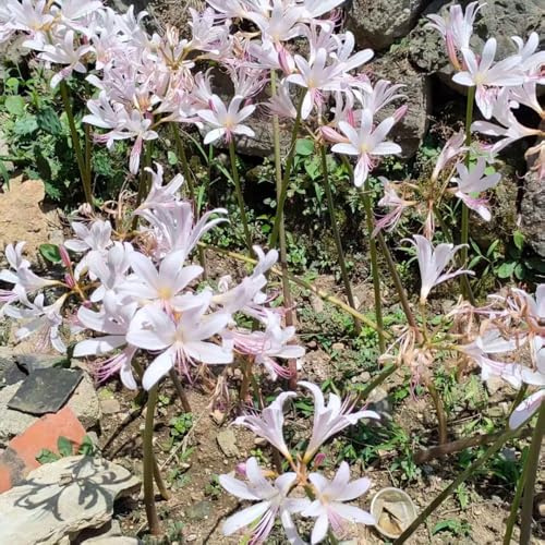 giglio ragno, gigli ragno, lycoris - in vaso giglio, Lycoris radiata giardino bonsai interno di sostenibili 16bulbi
