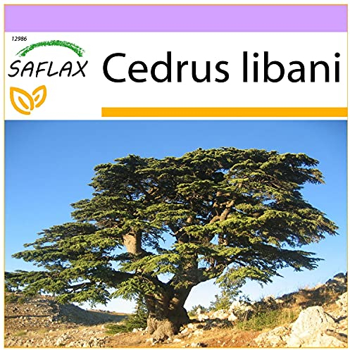 SAFLAX - Cedro libanese - 20 semi - Cedrus libani
