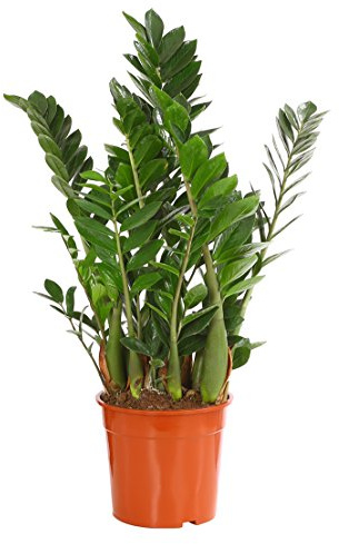 Dehner Glücksfeder, ledrige Fiederblätter, ca. 50-60 cm, Ø Topf 21 cm | Zamioculcas zamiifolia, sukkulente Zimmerpflanze, pflegeleicht, für helle bis schattige Standorte