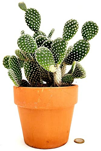 POWERS TO FLOWERS - FICO D'INDIA, OPUNTIA COMPATTA A SPINA BIANCA, VASO COCCIO 15CM DIAMETRO, pianta vera