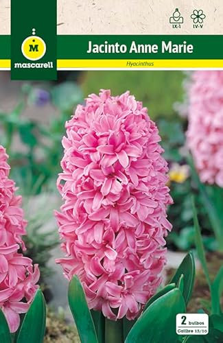 Mascarell Semillas, JACINTO ANNE MARIE, Semillas Bulbosas, Bulbos de Flores Otoño Fácil de Cultivar, Bolsa 3 Bulbos
