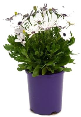 Margarita de Color Blanco Dimorphoteca Planta Natural de Exterior con Flores Blancas