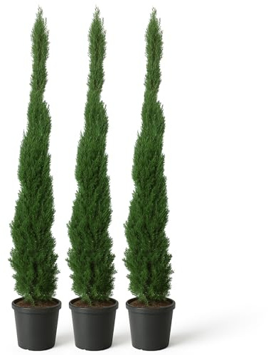 LEMON FLOWERS | Totem Zypresse Winterhart- Mediterraner Zypressen 180cm-200cm - Winterhart bis -20°C - Ideal für Dekoration und Sichtschutz - Zypresse Sempervirens Totem (3)
