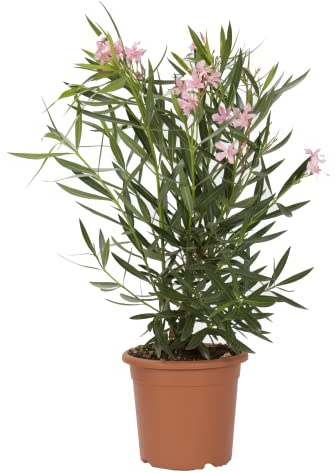 KENTIS - Nerium Oleander Rosa Winterharte Pflanzen für Garten - Blühende Heckenpflanzen für Balkon und Terrasse - H 80/100 cm Topf Ø 24 cm
