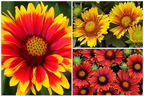 6 X Misti Piante Gaillardia Plug