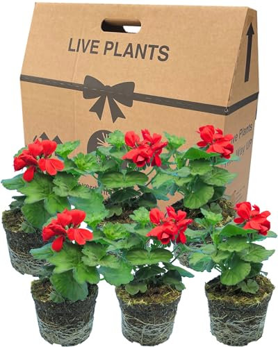 Red Geranium Plants Live for Planting - 6 Large 1L Pot Size Garden Ready, Well Rooted, Established Pot Bedding. Add Flower Colour to Containers, Baskets, Patio & Beds. Calliope Landscape Fire