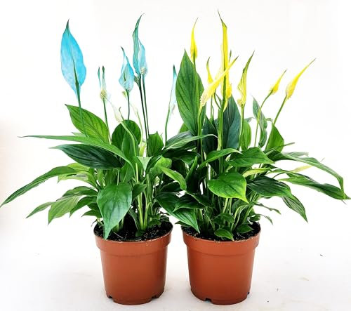 POWERS TO FLOWERS - SPATIFILLO MULTIFLORA COLOR LIFE GIALLO e BLU, VASO 12cm DIAMETRO, 2 PIANTE, altezza 30CM, Piante Vere