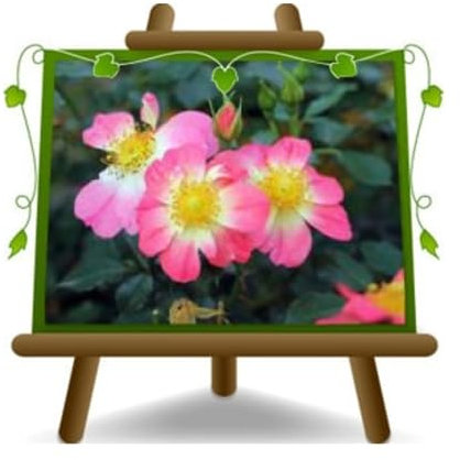 Rosai Couvre-sol - Rose Mellifères Bicolor- Fleur 2-4 cm - Vase 19x19 cm 6 litres - Âge : 3 ans